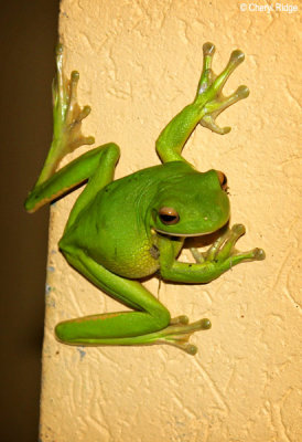 2274-wltreefrog.jpg