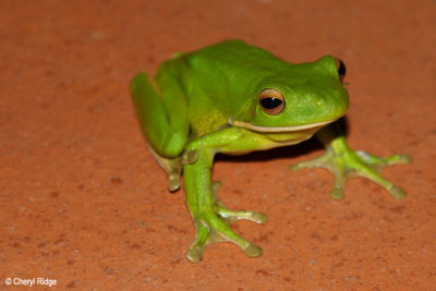 2278-wltreefrog.jpg