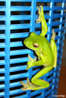 2289-wltreefrog.jpg