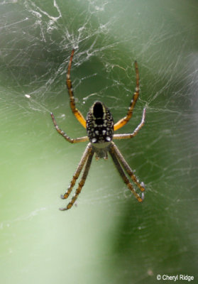 0201-spider.jpg