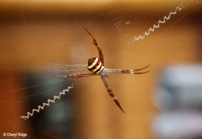 0532 - St Andrews Cross Spider