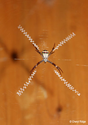 0634-standrews-cross-spider.jpg