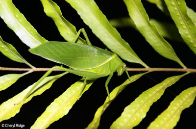 4537 - Katydid grasshopper