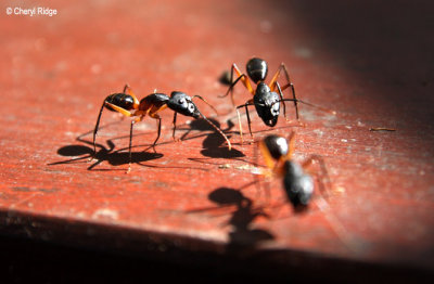 0623 - ants at Mareeba