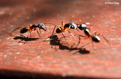 0629-ants-mareeba.jpg