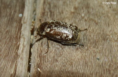 4639-cane-beetle.jpg
