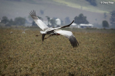 3816-sarus-cranes.jpg