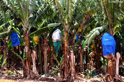 0459-banana-plantation.jpg