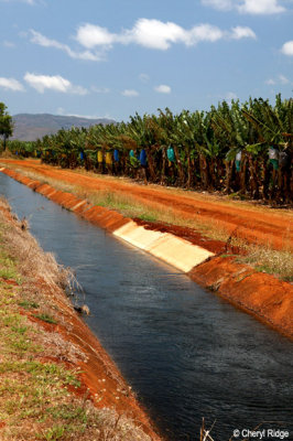 0460-banana-plantation.jpg