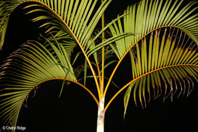 0652-palms.jpg