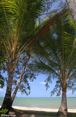 2235-palm-cove.jpg