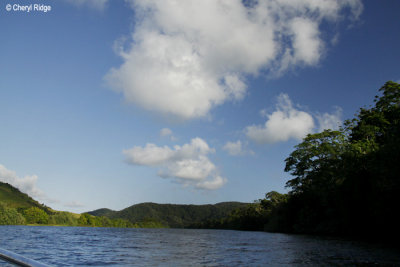 4629-daintree.jpg