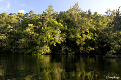 4630-daintree.jpg