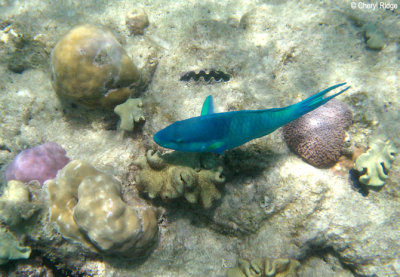1132 - underwater Michaelmas Cay