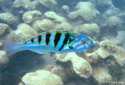 DSC00045b - underwater Michaelmas Cay