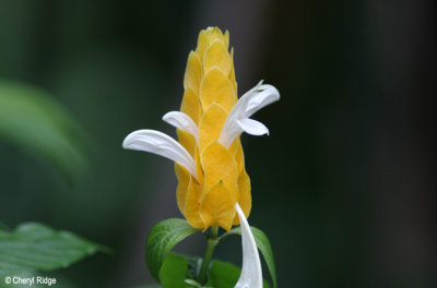 0197-yellow-flowers.jpg