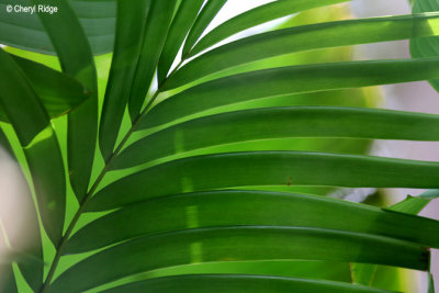 0200-leaves.jpg