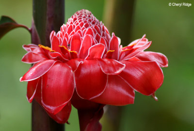 0204-red-flower.jpg