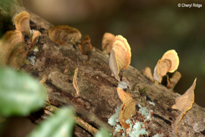 0401-fungi.jpg