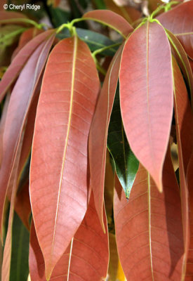 0506-leaves.jpg