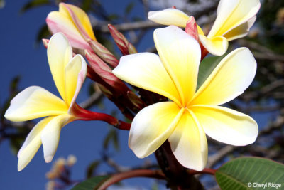 0512-fragipani.jpg