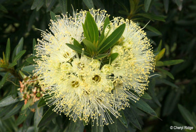 2180-yellow.jpg