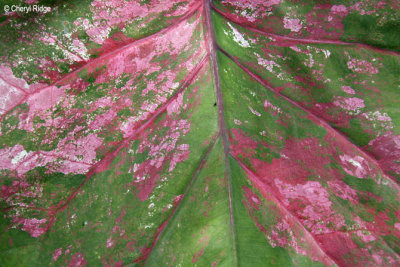 3538-colour-leaf.jpg