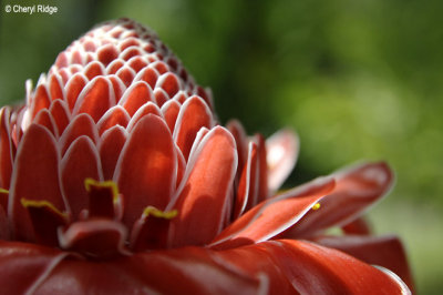 3540-red-flower.jpg