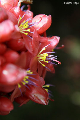 3544-red-flower.jpg