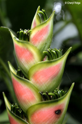 3558-red-green-flower.jpg