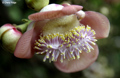3559-purple-yellow-flower.jpg