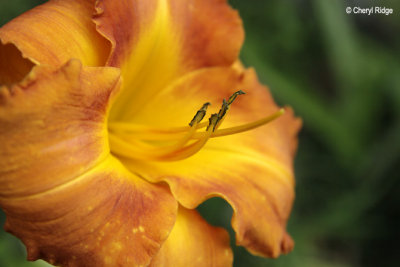 3570-orange-flower.jpg