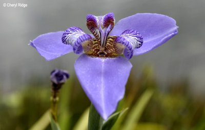 3572-purple-flower.jpg