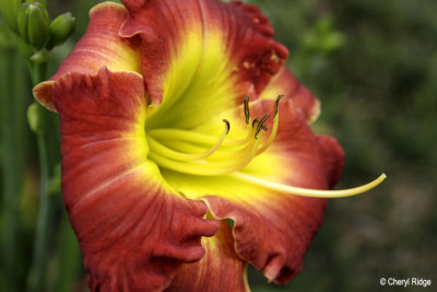 3587-red-yellow-flower.jpg