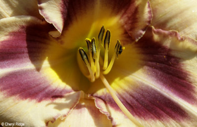 3613-yellow-burgundy-flower.jpg