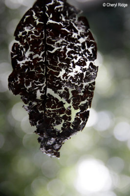 3691-leaf.jpg