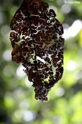 3697-leaf.jpg