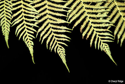 3709-fern.jpg