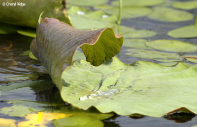 3949-aquatic.jpg