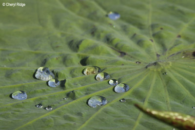 3957-aquatic.jpg