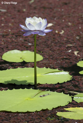 4088-aquatic.jpg