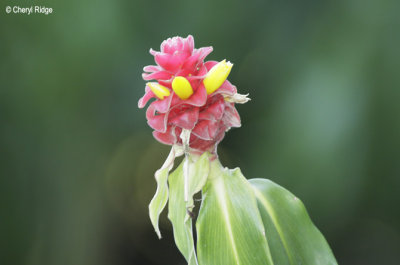 4172-ginger.jpg