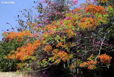 4308-flowers.jpg