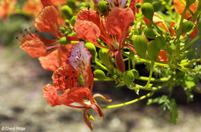 4311-flowers.jpg