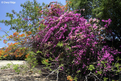 4313-flowers.jpg