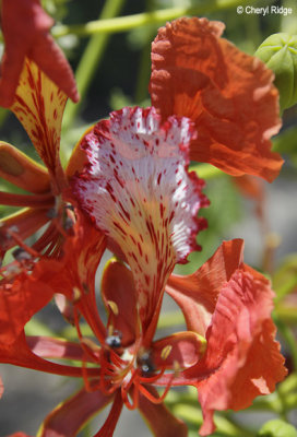 4315-red-flower.jpg