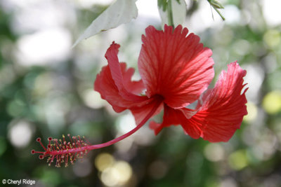 4321-hibiscus.jpg