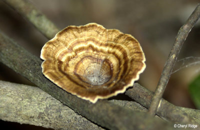 4357-fungi.jpg