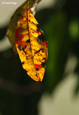 4362-leaf.jpg