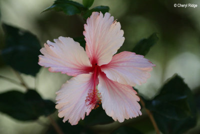 4363-hibiscus.jpg